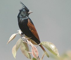 Crested Bunting (Emberiza lathami) by Nikhil Devasar