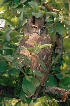 Dusky Eagle-Owl (Bubo coromandus) by Nikhil Devasar