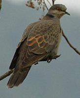 Dusky Turtle Dove (Streptopelia lugens) ©WikiC