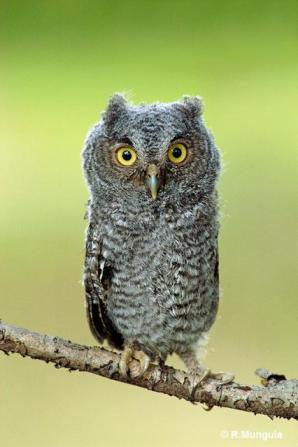 Eastern Screech Owl (Megascops asio) baby Reinier Munguia