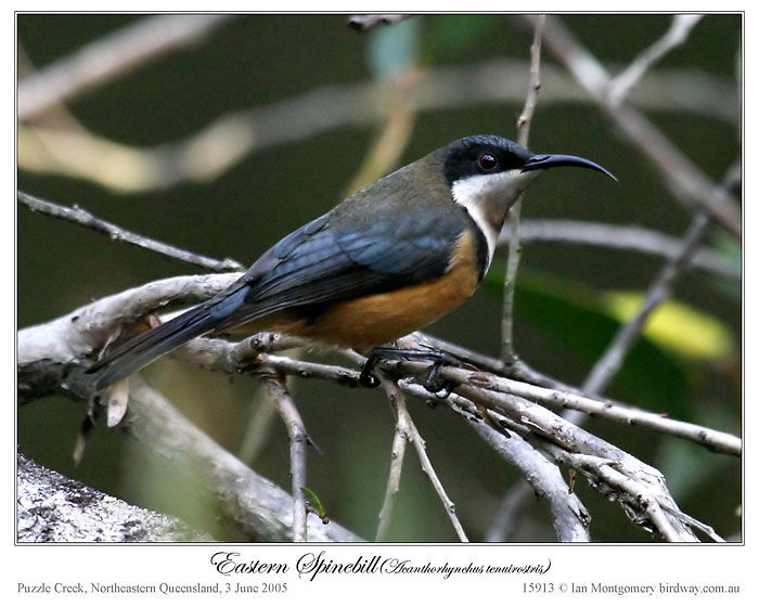Eastern Spinebill (Acanthorhynchus tenuirostris) female by Ian