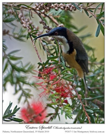 Eastern Spinebill (Acanthorhynchus tenuirostris) male by Ian