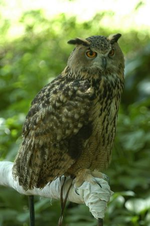 Eurasian Eagle-Owl (Bubo bubo) by Bob-Nan
