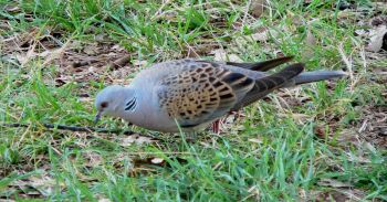 European Turtle Dove (Streptopelia turtur) ©WikiC