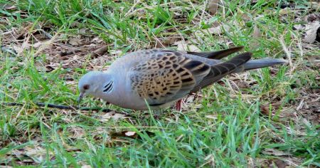 European Turtle Dove (Streptopelia turtur) ©WikiC