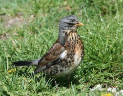 Fieldfare (Turdus pilaris) by Peter Ericsson