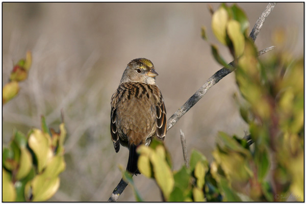 Golden-crowned Sparrow (Zonotrichia atricapilla) by Daves BirdingPix