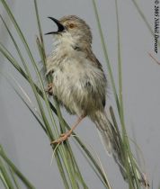 Graceful Prinia (Prinia gracilis) by Nikhil Devasar