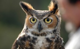 Avian and Attributes –&nbsp;Omnipotent