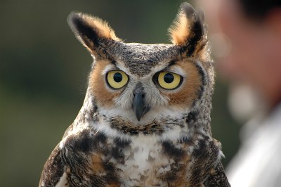 Great Horned Owl (Bubo virginianus) by Bob-Nan