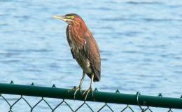 Birds of the Bible – Heron’s&nbsp;Teaching