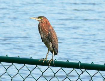 Green Heron (Butorides virescens) by Lee