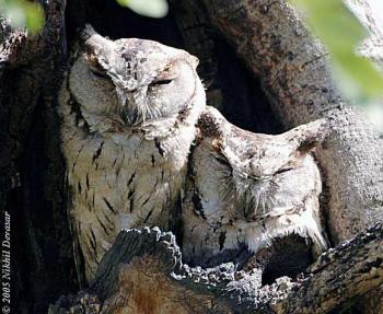 Indian Scops Owl (Otus bakkamoena) pair by Nikhil Devasar