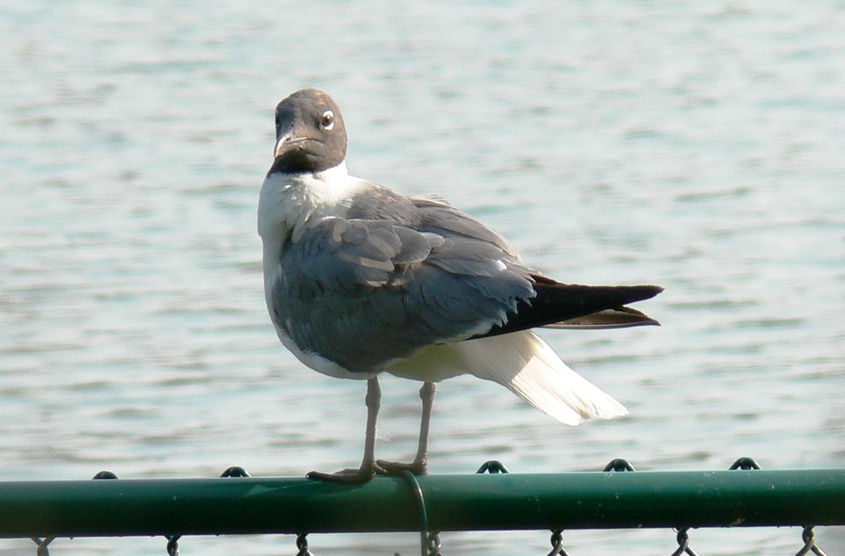 Laughing Gull (Leucophaeus atricilla) by Lee