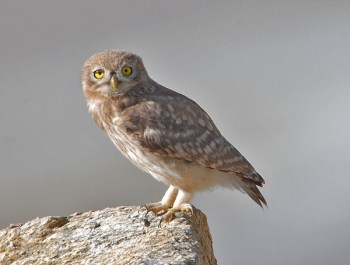 Little Owl (Athene noctua) by Nikhil Devasar