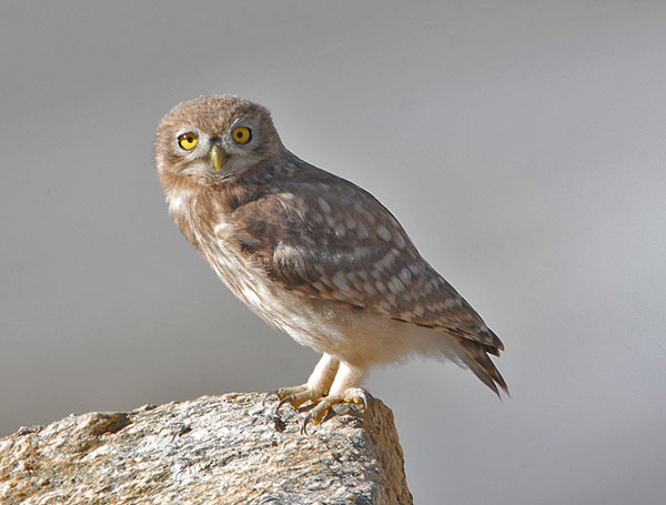 Little Owl (Athene noctua) by Nikhil Devasar
