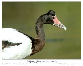 Magpie Goose (Anseranas semipalmata) by Ian
