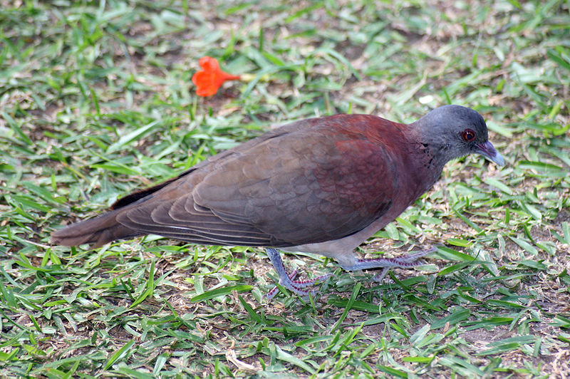 Malagasy Turtle Dove (Nesoenas picturata) ©WikiC