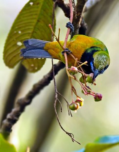 Orange-bellied Leafbird (Chloropsis hardwickii) by W Kwong