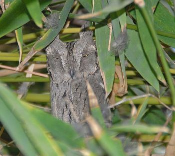Pallid Scops Owl (Otus brucei) by Nikhil Devasar