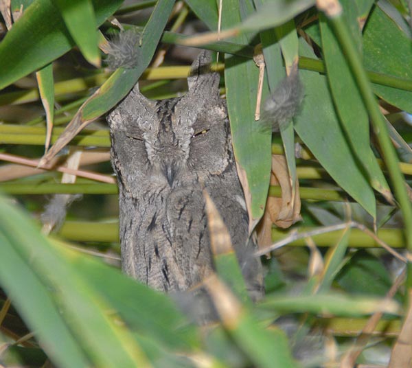 Pallid Scops Owl (Otus brucei) by Nikhil Devasar