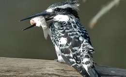 Lee’s Four Word Thursday –&nbsp;2/9/17