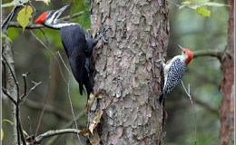 The Disobedient Woodpecker