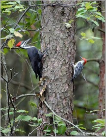 Pileated and Red-bellied on same tree - turkey point by Ray Pileated and Red-bellied on same tree - turkey point by Ray