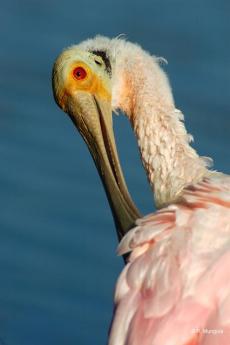 Roseate Spoonbill (Platalea ajaja) Reinier Munguia