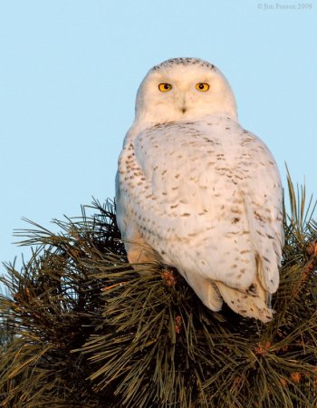Snowy Owl (Bubo scandiacus) by J Fenton