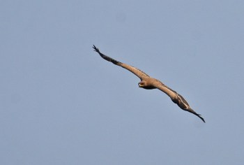 Steppe Eagle (Aquila nipalensis) by Peter Ericsson Steppe Eagle (Aquila nipalensis) by Peter Ericsson