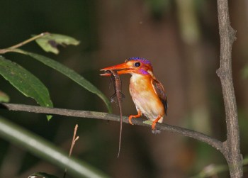 Sulawesi Dwarf Kingfisher (Ceyx fallax) by Peter Ericsson Sulawesi Dwarf Kingfisher (Ceyx fallax) by Peter Ericsson