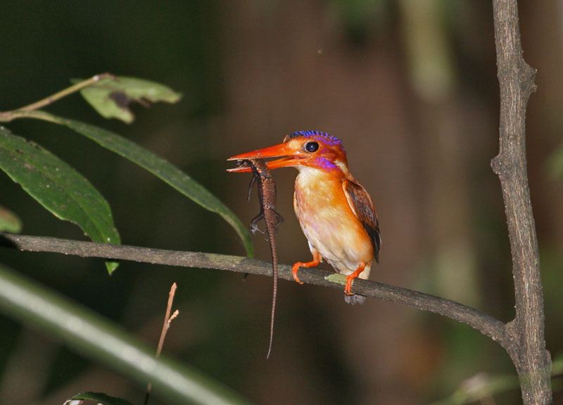 Sulawesi Dwarf Kingfisher (Ceyx fallax) by Peter Ericsson