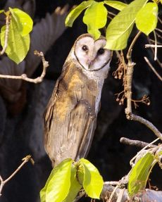 Sulawesi Masked Owl (Tyto rosenbergii) by Wiki