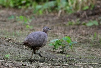 Undulated Tinamou (Crypturellus undulatus) ©©Kapitan Hojo