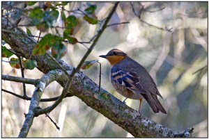 Varied Thrush (Ixoreus naevius) by Daves BirdingPix