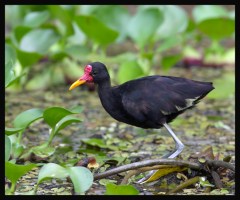 Wattled Jacana (Jacana jacana) by Robert Scanlon