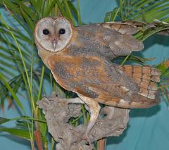 Western Barn Owl (Tyto alba) by Nikhil Devassar