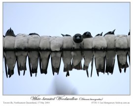 White-breasted Woodswallow (Artamus leucorynchus) by Ian