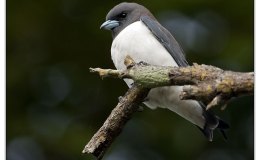 Ian’s Bird of the Week – White-breasted&nbsp;Woodswallow