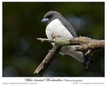White-breasted Woodswallow (Artamus leucorynchus) by Ian
