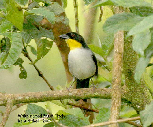 White-naped Brushfinch (Atlapetes albinucha) by Kent Nickell
