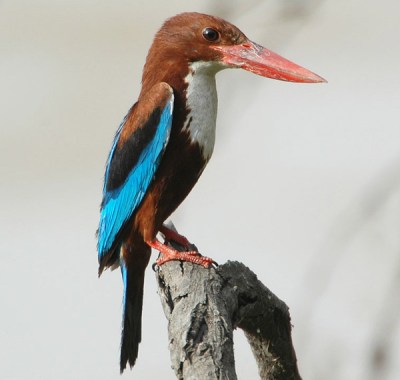 White-throated Kingfisher (Halcyon smyrnensis) by Nikhil Devasar