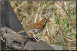 Wood Thrush (Hylocichla mustelina) by Daves BirdingPix