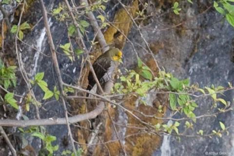 Yellow-rumped Honeyguide (Indicator xanthonotus) by A Grosset