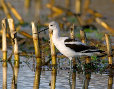 American Avocet (Recurvirostra americana) by Jim Fenton