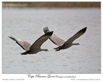 Cape Barren Goose (Cereopsis novaehollandiae) by Ian