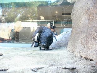 African Penguin (Spheniscus demersus) at NA by Lee