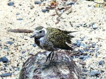 American Golden Plover (Pluvialis dominica) at NA by Lee