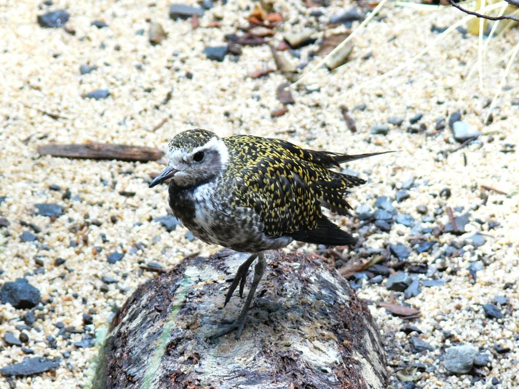 American Golden Plover (Pluvialis dominica) at NA by Lee